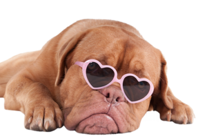 Focus Group Academy Mascot